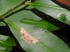 Dysaethria fulvihamata