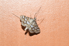 Elophila ekthlipsis