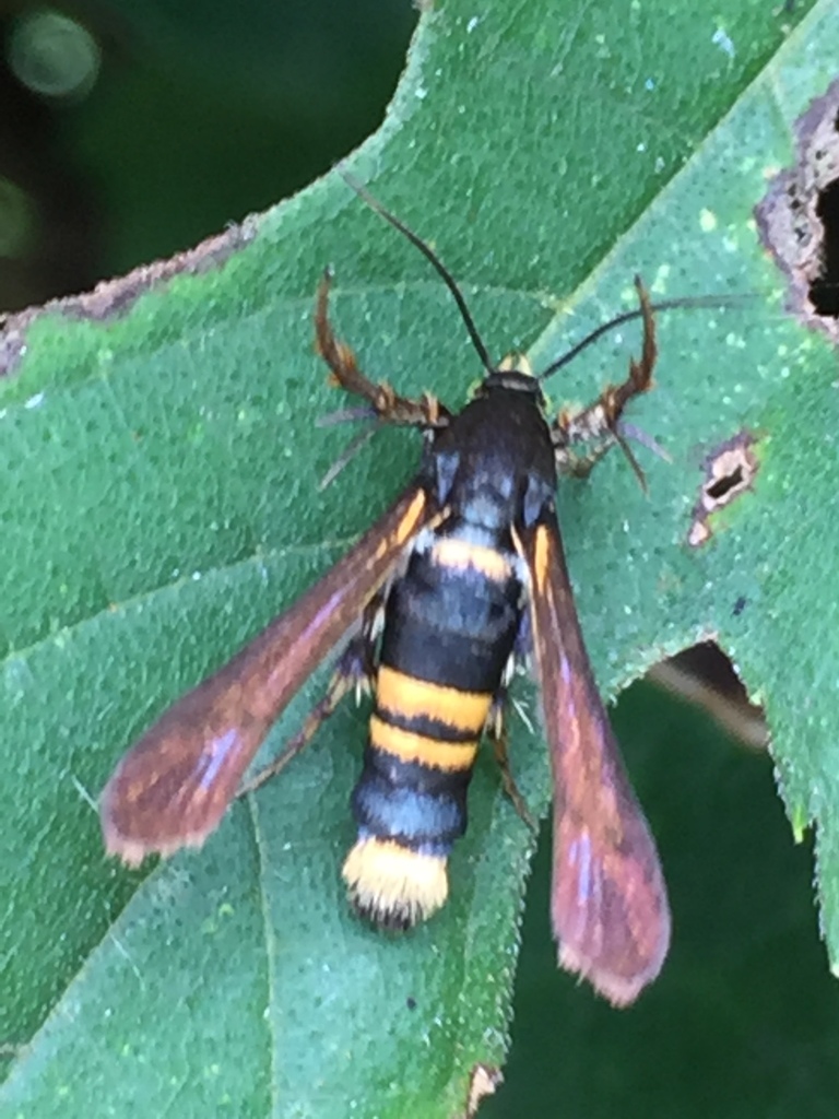 Entrichella constricta