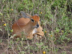 Raphicerus campestris neumanni