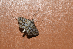 Elophila ekthlipsis