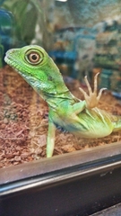 Naultinus