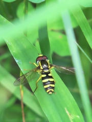 Xanthogramma flavipes