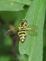 Xanthogramma flavipes