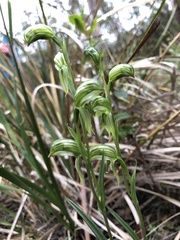 Pterostylis stenochila