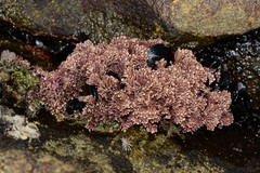 Arthrocardia flabellata