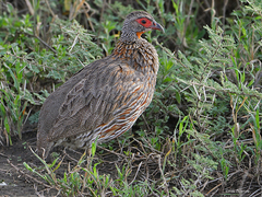 Pternistis rufopictus