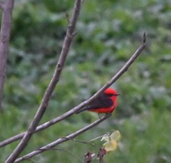 Pyrocephalus rubinus obscurus