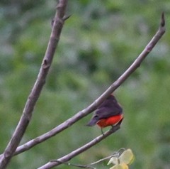 Pyrocephalus rubinus obscurus