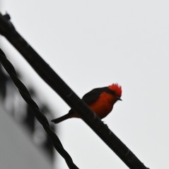 Pyrocephalus rubinus obscurus