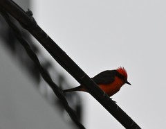 Pyrocephalus rubinus obscurus