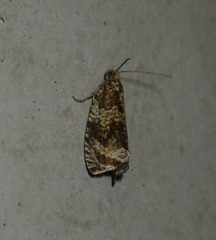 Syricoris lacunana