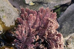 Arthrocardia flabellata