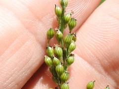 Urochloa ramosa