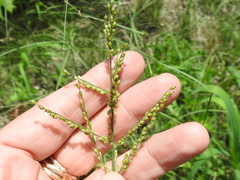 Urochloa ramosa