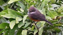 Pyrocephalus rubinus obscurus