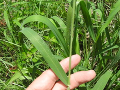 Urochloa ramosa