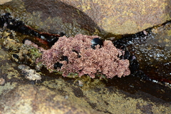 Arthrocardia flabellata