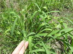 Urochloa ramosa