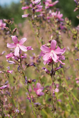 Sidalcea cusickii