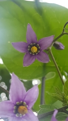 Solanum dulcamara
