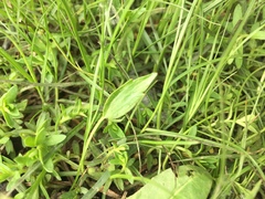 Halerpestes sarmentosa