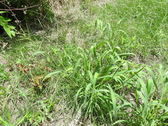 Urochloa ramosa