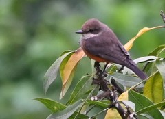 Pyrocephalus rubinus obscurus