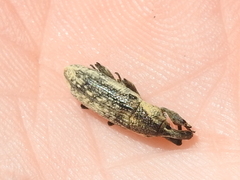 Lixus scrobicollis