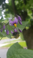 Solanum dulcamara