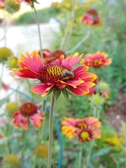 Svastra obliqua expurgata