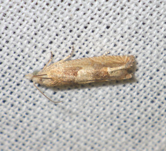 Eucosma conterminana