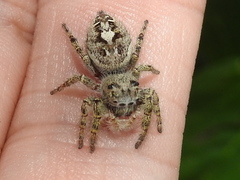 Phidippus putnami