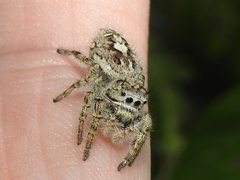 Phidippus putnami