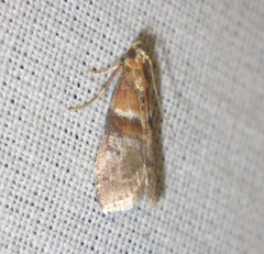 Acrobasis repandana