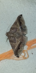 Ophisma sinuata