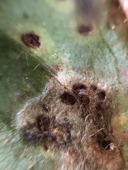 Cercospora