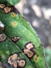Cercospora