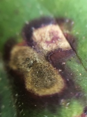 Cercospora