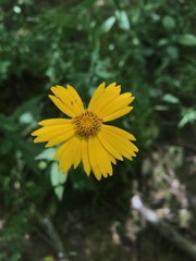Coreopsis pubescens