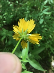 Coreopsis pubescens