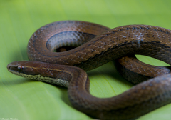 Coniophanes bipunctatus