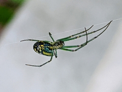 Leucauge venusta