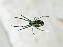 Leucauge venusta