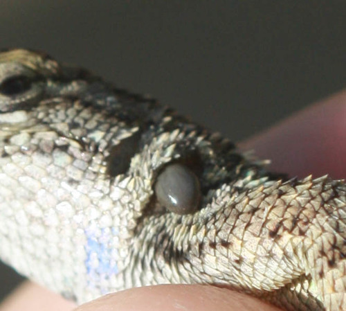 Ixodidae