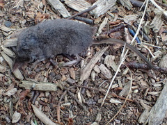 Sorex fumeus
