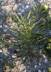 Amsonia ciliata