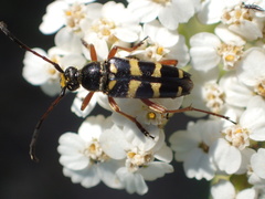 Typocerus sparsus