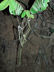 Cladoxerus cryphaleus