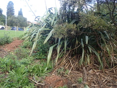 Haloragis erecta erecta